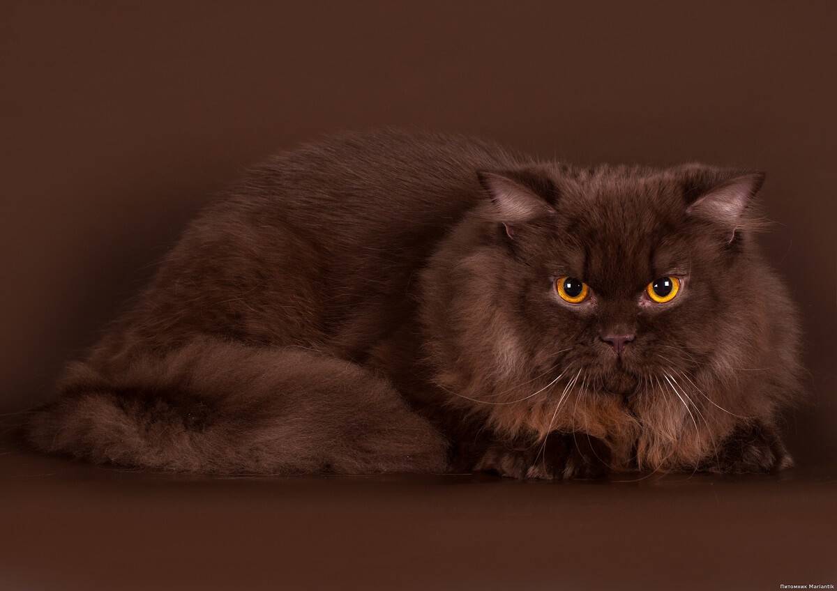 Йоркская шоколадная кошка - описание породы, фото, отзывы, характер