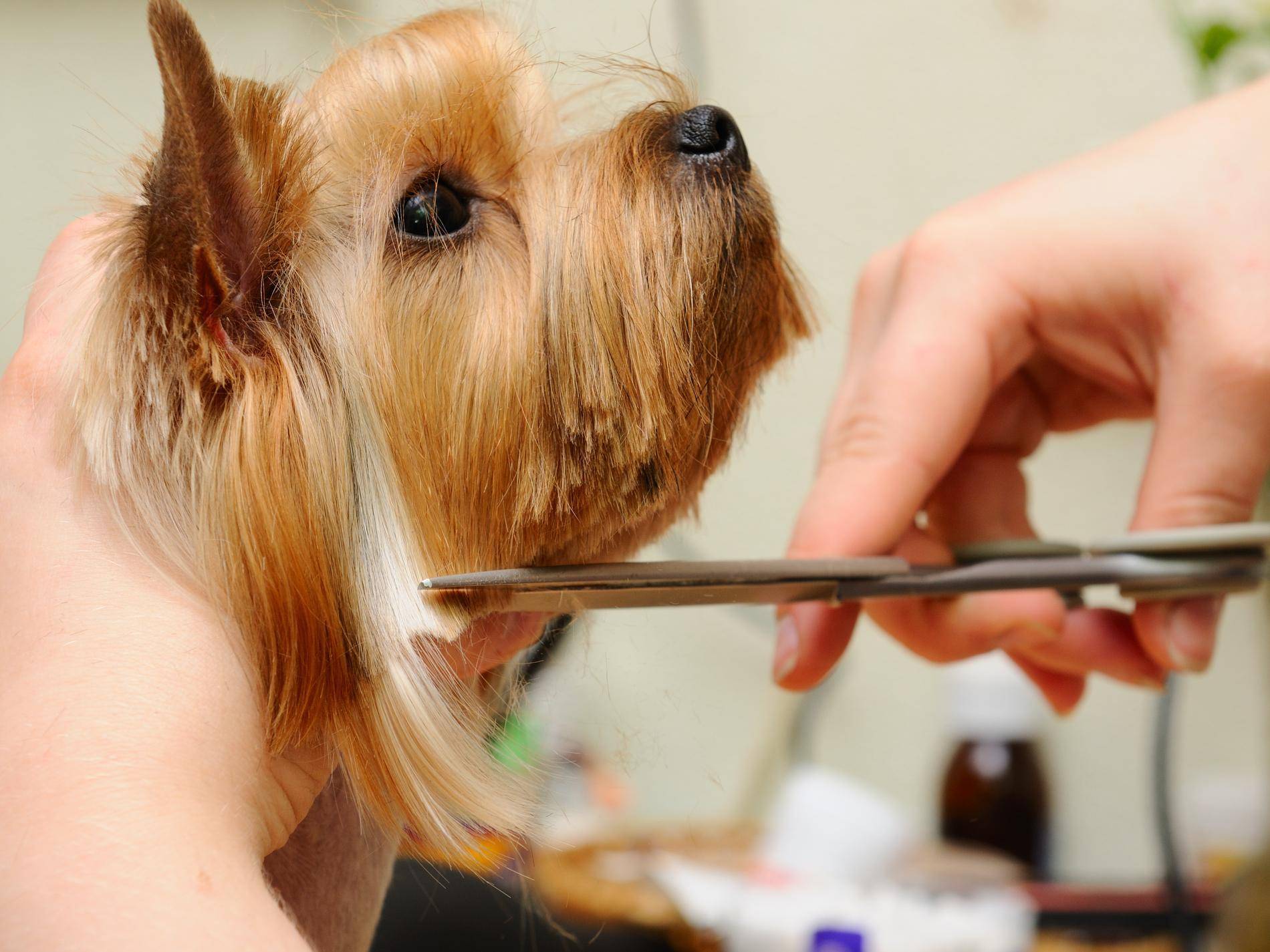 Как подстричь собаку в домашних условиях | блог ветклиники "беланта"