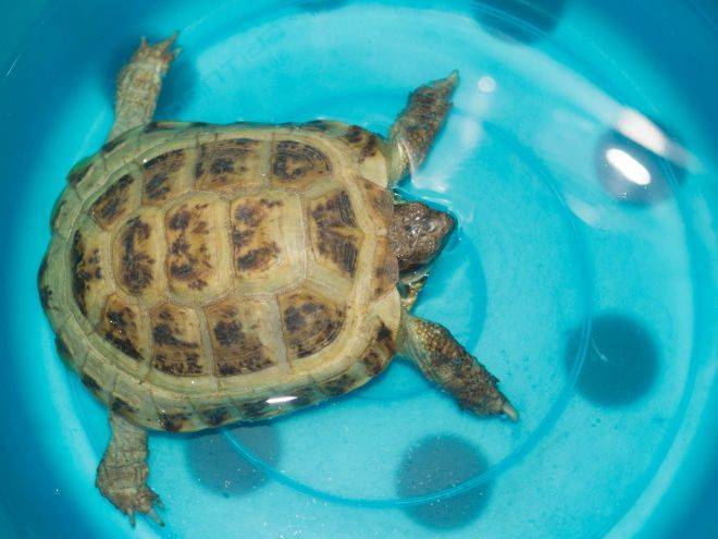 ᐉ как правильно купать и мыть красноухих черепах - zoopalitra-spb.ru