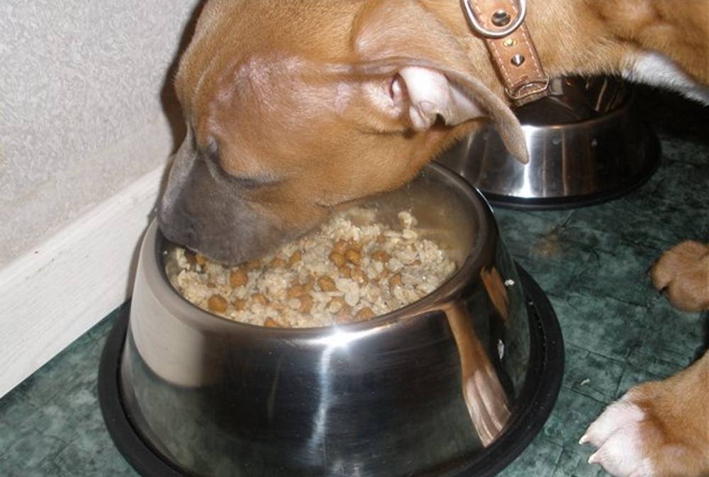 Говяжье лёгкое для собак: можно ли давать сырое или в составе корма? польза и вред лакомства