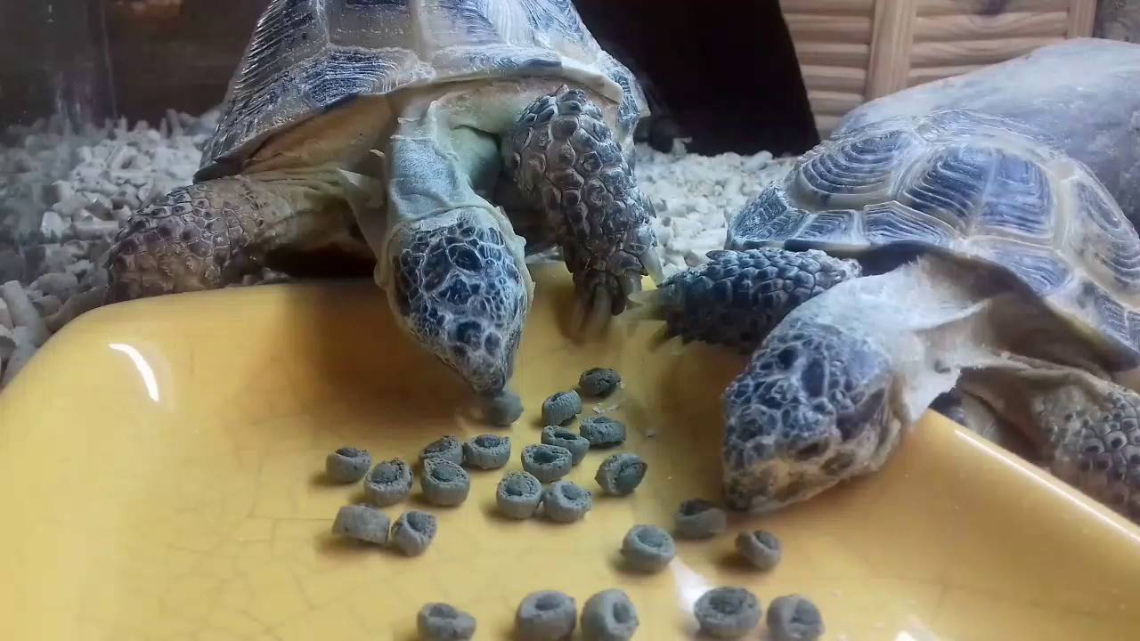Размножение сухопутных черепах в домашних условиях, спаривание черепашек