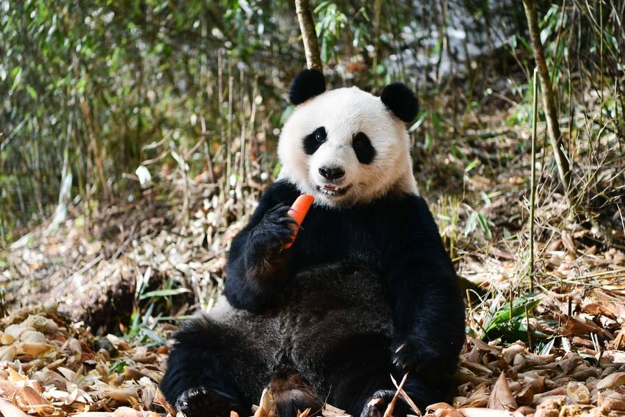 Интересные факты о пандах, которых мы не знали: фото самых милых мишек панды
