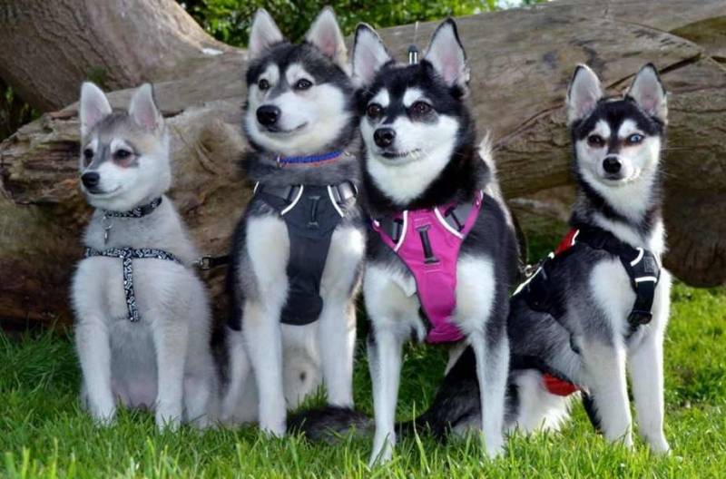 Собаки похожие на хаски — обзор пород с фото и названиями