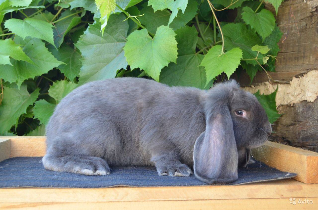 Французский кролик баран - разведение и описание породы — фото кролика породы французский баран кормление и уход