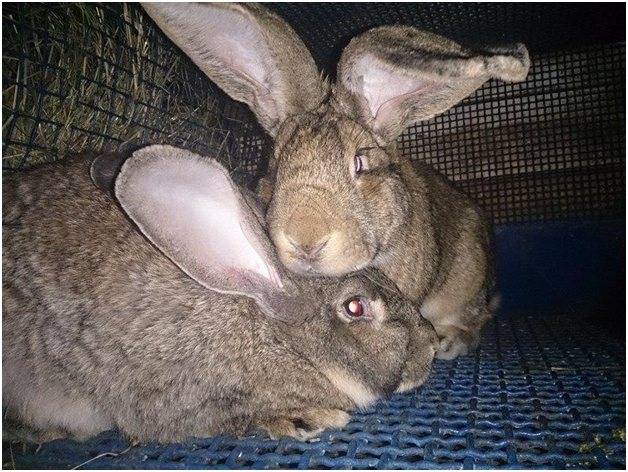 Спаривание и случка кроликов