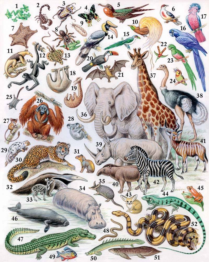 5 животных, от которых зависит жизнь всей фауны - gafki.ru