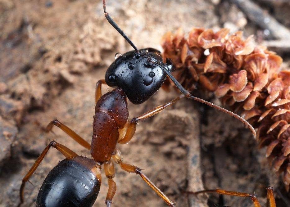 11 лучших муравьиных ферм