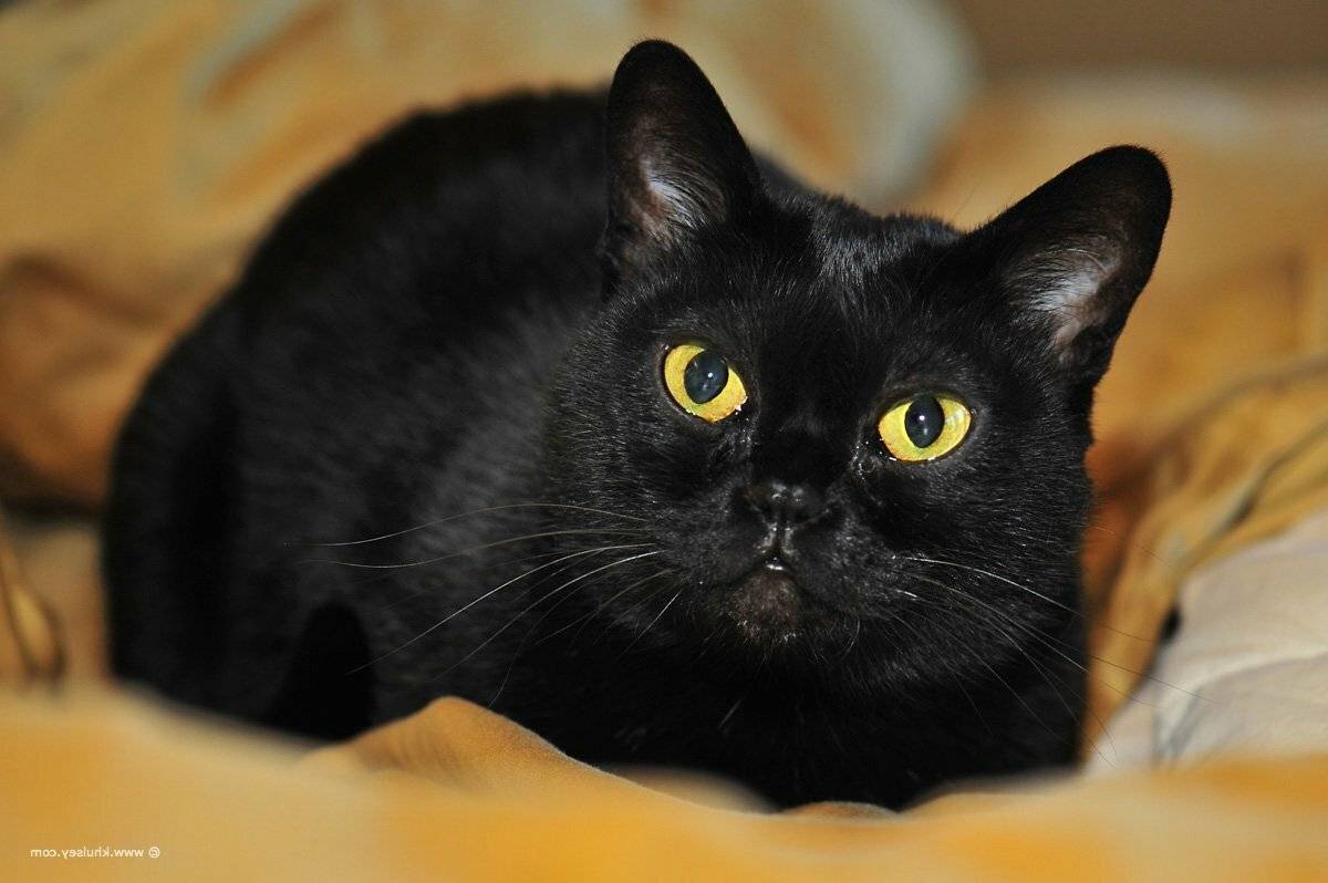 Чёрный кот с зелёными глазами: список пород с фото