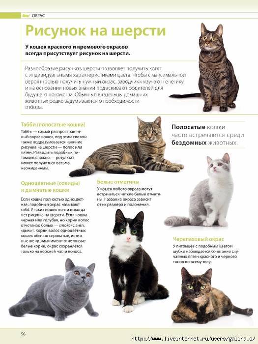 Популярные породы чёрного кота, характер и содержание питомцев