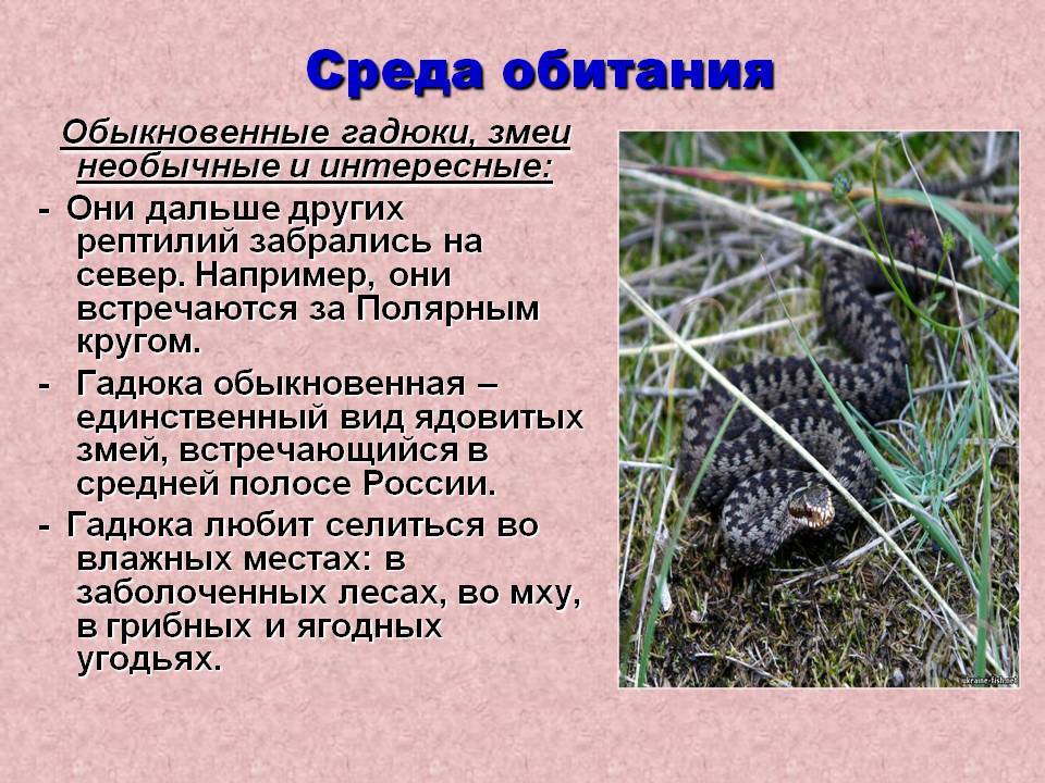 ᐉ сколько лет живут змеи в природе – продолжительность жизни змей - zoomanji.ru