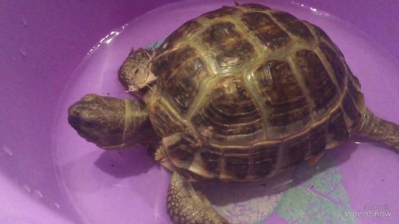 Среднеазиатская черепаха: фото, описание содержания, ухода