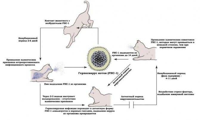 Методы лечения гастроэнтерита и коронавирусной инфекции у кошек