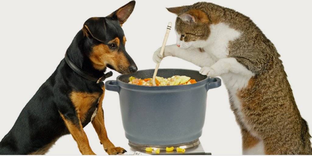 Можно ли кормить собаку кошачьим кормом
можно ли кормить собаку кошачьим кормом