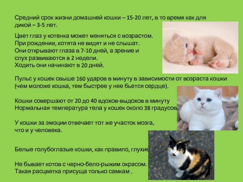 Сколько живут кошки: средняя продолжительность жизни стерилизованных, кастрированных и домашних котов