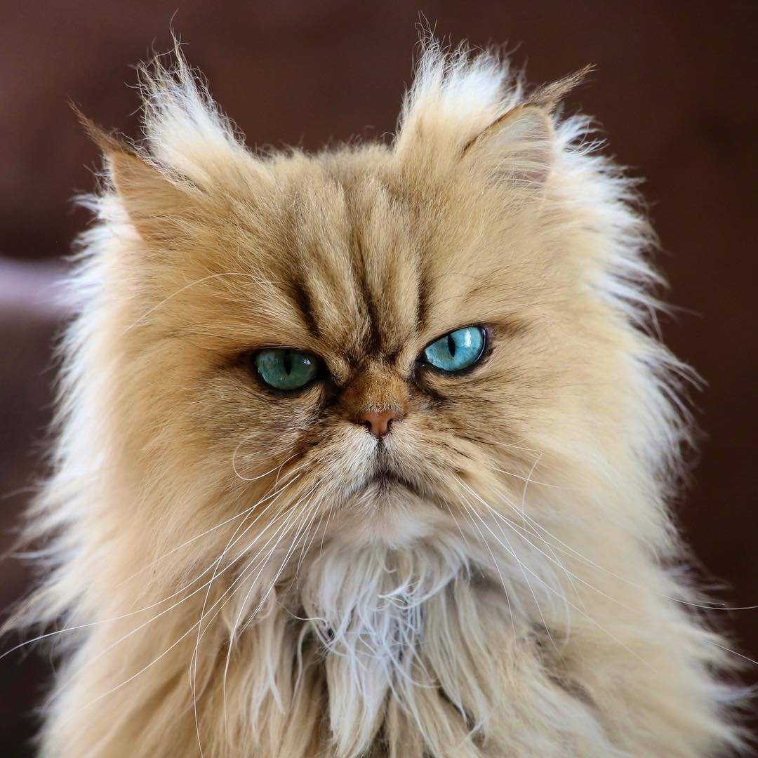 Самые опасные кошки в мире: рейтинг с фотографиями, названием, описанием опасных пород кошек