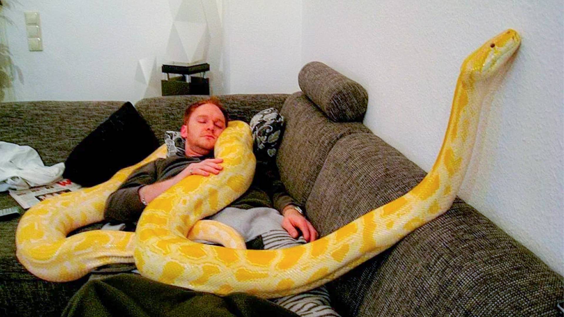 Не ядовитые змеи для дома