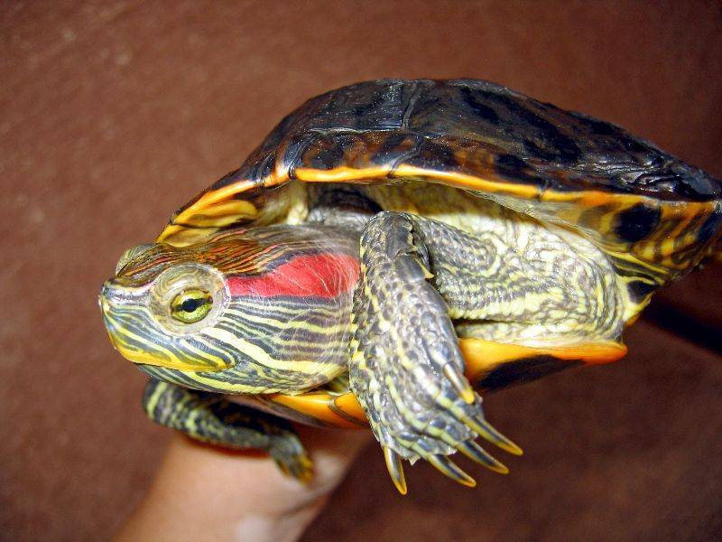 Красноухая черепаха: как ухаживать в домашних условиях?