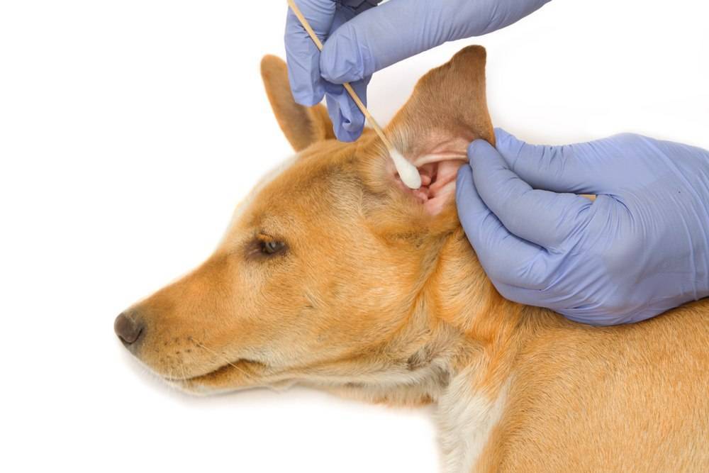 Кашель у собаки – причины, виды кашля, лечение, что делать в домашних условиях