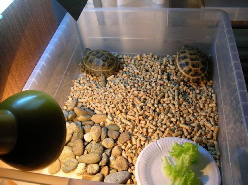 Чем кормить красноухих черепах в домашних условиях - советы и рекомендации.