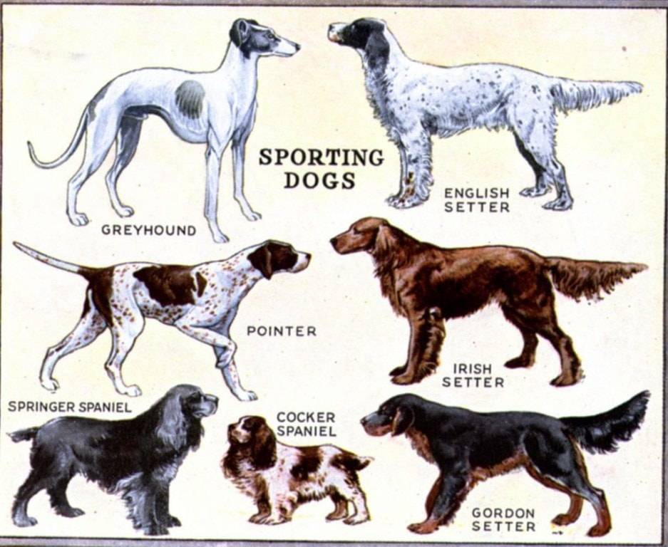 Древнейшие породы собак: общая характеристика и представители