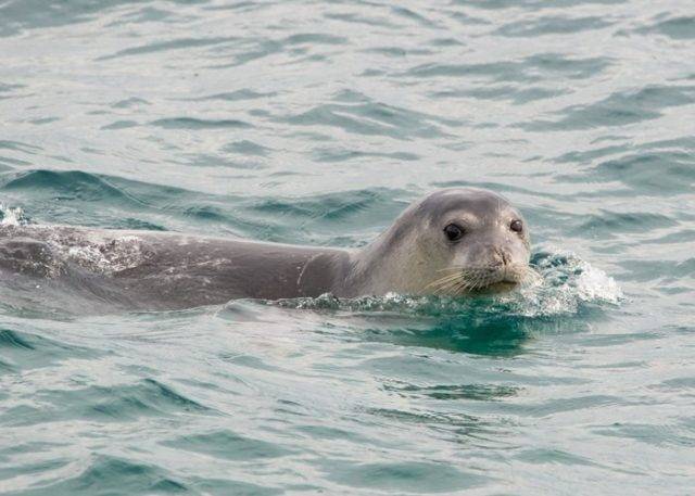 Тюлень монах - виды и фото, где обитают и питание