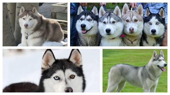 Лайка – описание охотничьей породы: внешний вид собаки, характер, правильное содержание и уход