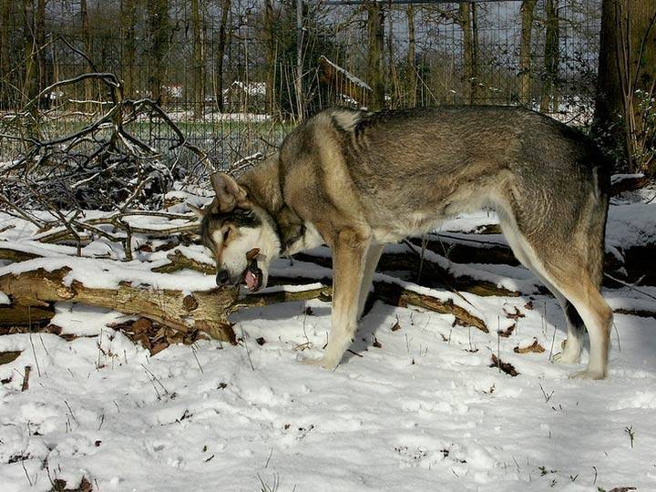 Сарлосская волчья собака: как ужиться двум врагам в одной породе? | животные | школажизни.ру