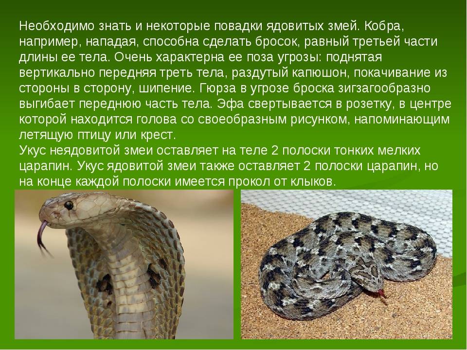 Неядовитая змея: список видов, описание, отличия, фото