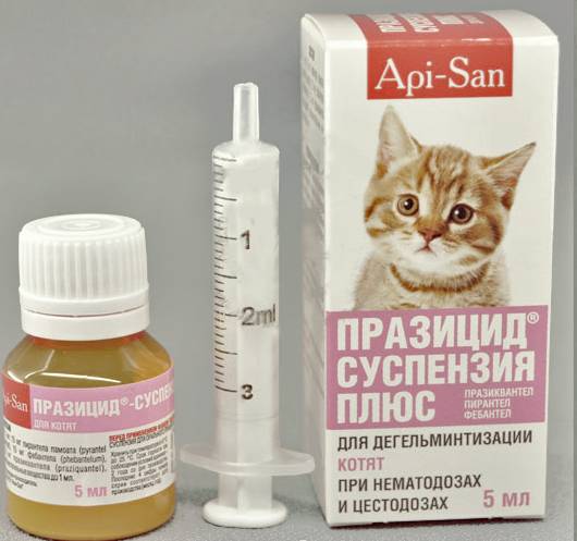 Глисты у котят: виды глистов, симптомы заражения, лечение, профилактика