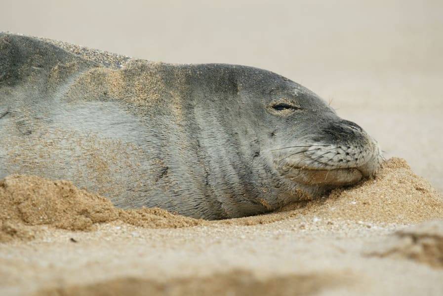 Тюлень-монах — описание, среда обитания, образ жизни