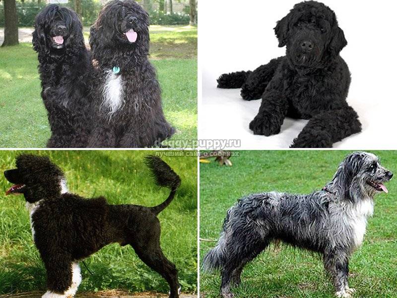 Характеристика португальской водяной породы собак: внешность и характер