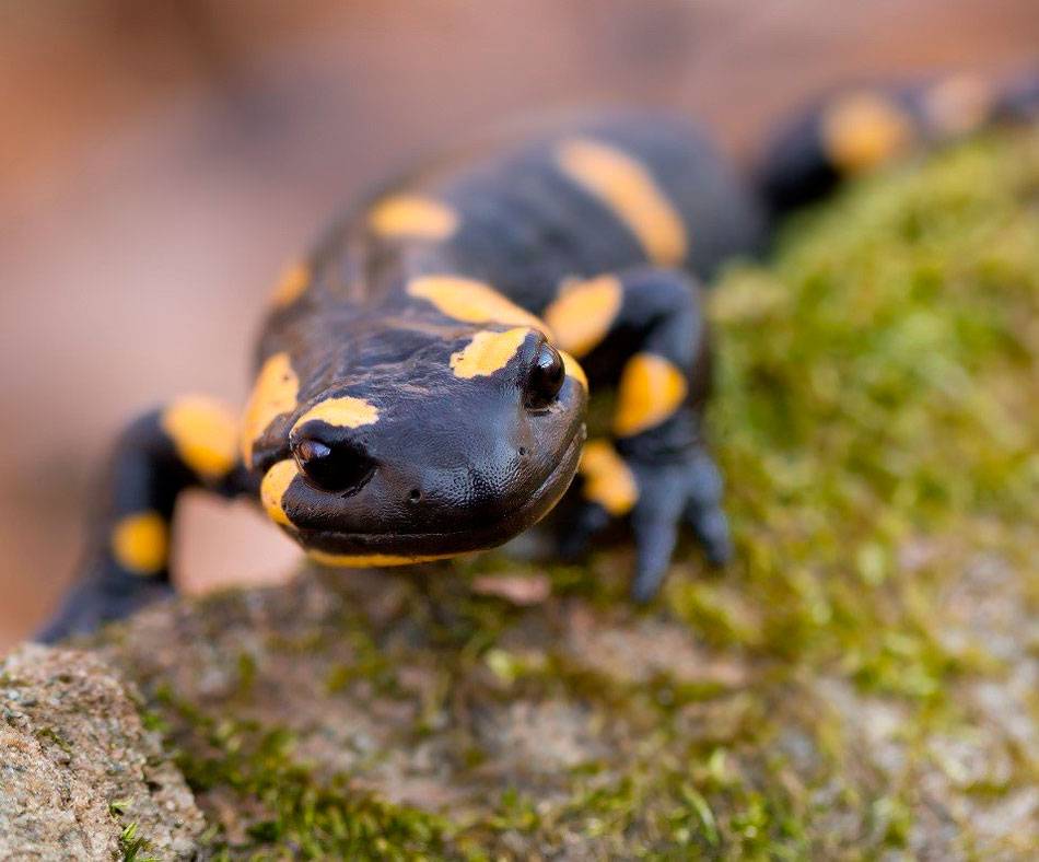 Саламандры – фото, описание, ареал, рацион, враги, популяция