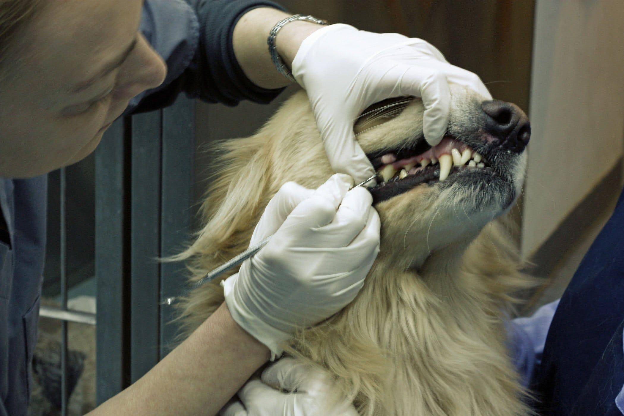 Чистка зубов ультразвуком собаке. проведение процедуры.