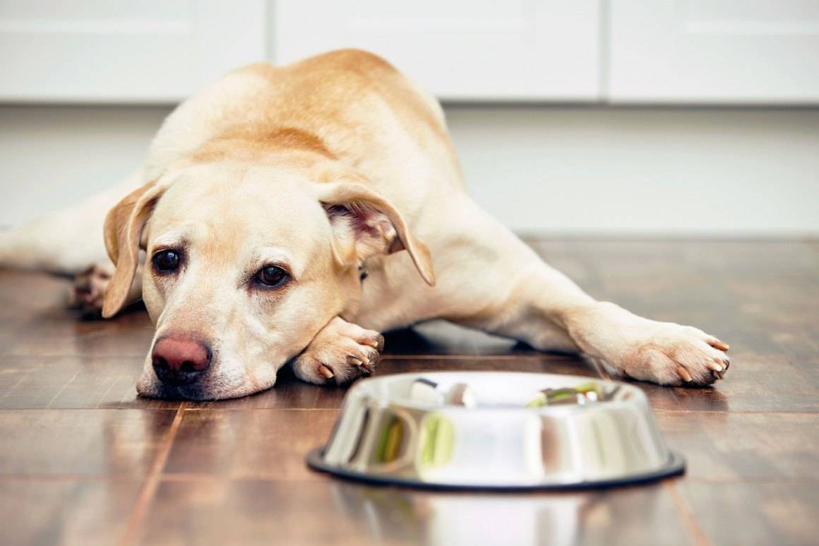 Собака плохо ест, вялая: что делать, причины отказа от еды - zoosecrets