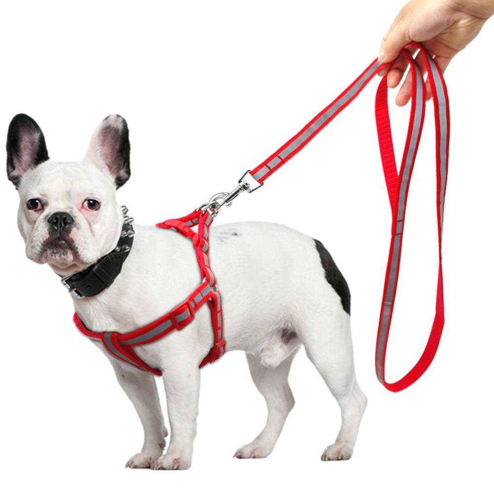 Особенности надевания шлейки на собак разных размеров: больших и маленьких