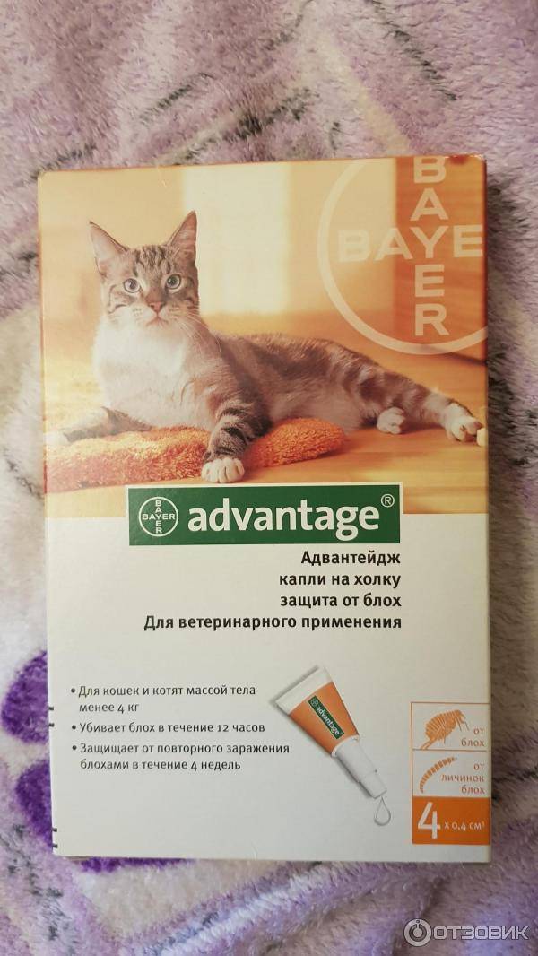 Капли адвантейдж: эффективное средство в борьбе с блохами. advantage капли от блох для кошек