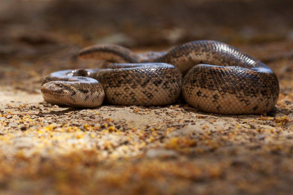 Питон змея. образ жизни и среда обитания питона | животный мир