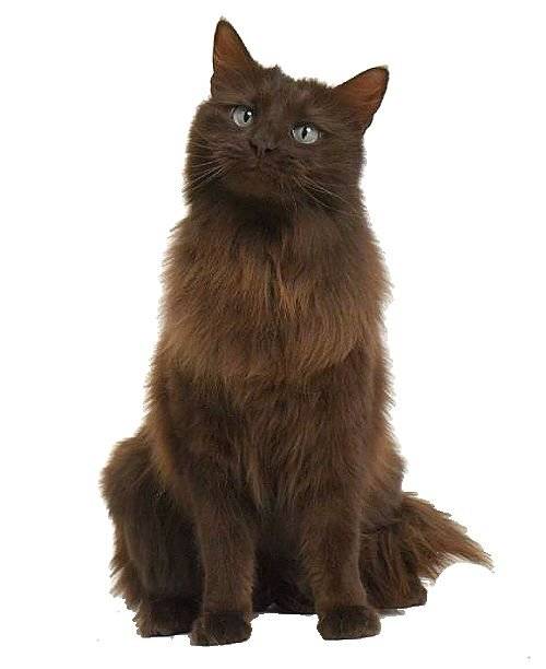 Йоркская шоколадная кошка: фото, описание, окрас, характер, стандарт породы