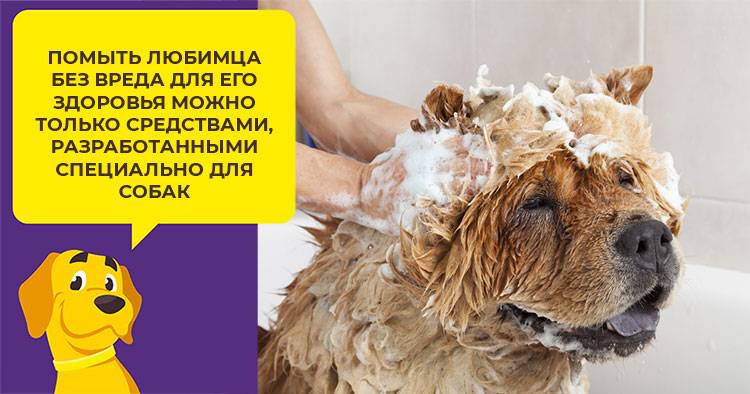 На вопрос, можно ли мыть собаку хозяйственным мылом, ответ отрицательный
