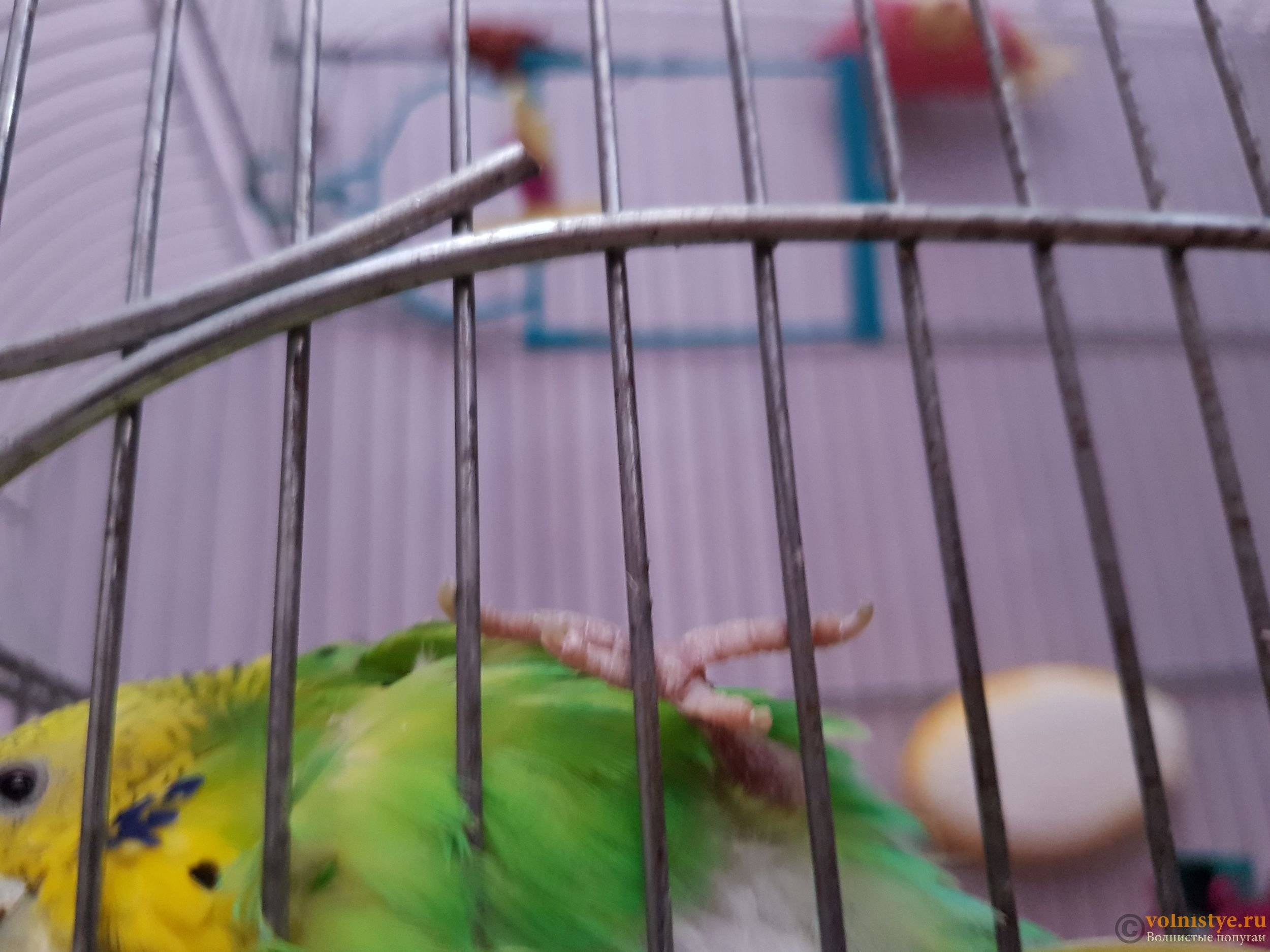 Как спят попугаи и сколько спят
