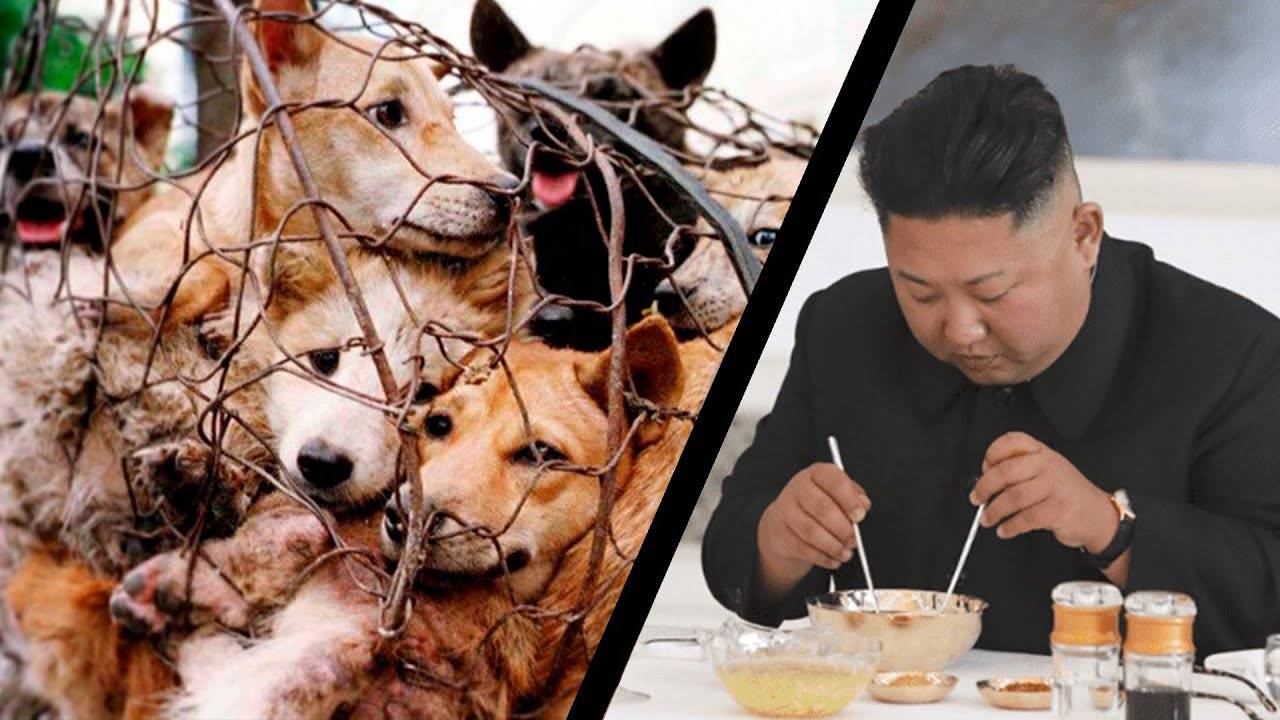 Какие породы собак едят в корее — сайт эксперта по животным — howmeow