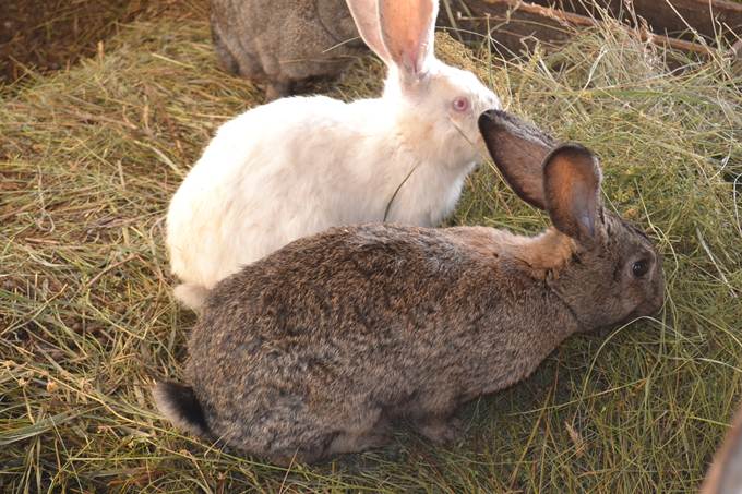 Самые интересные факты о кроликах для детей | zdavnews.ru