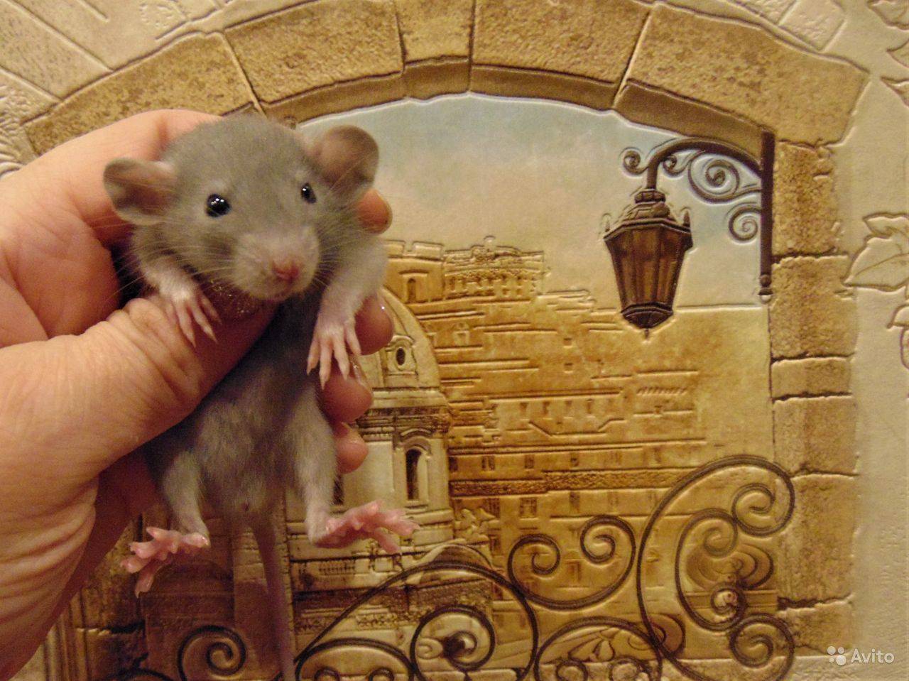 Крысы хаски - подробное описание и важные советы по уходу