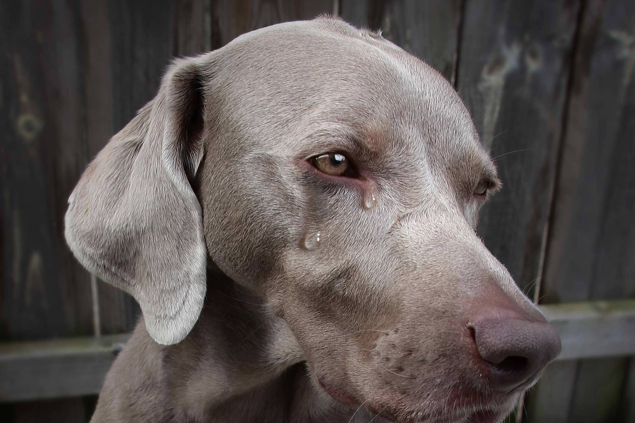 Почему собака плачет – 4 причины и что делать