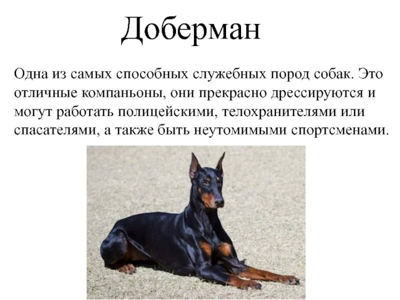Доберман ????: описание породы, характер, содержание и уход, фото собаки