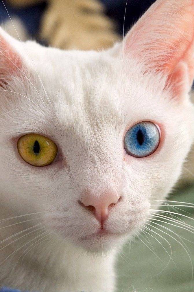 Белый кот с разными глазами