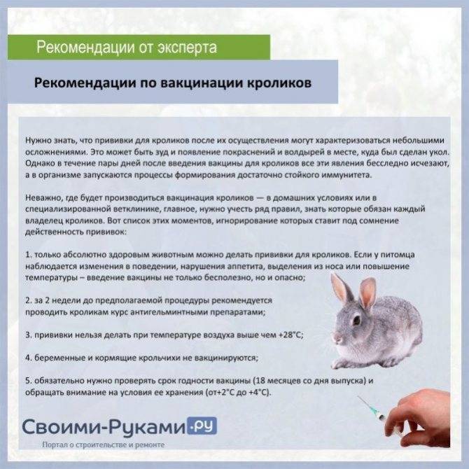 Прививки кроликам какие и когда делать, вакцинация кроликов (фото)