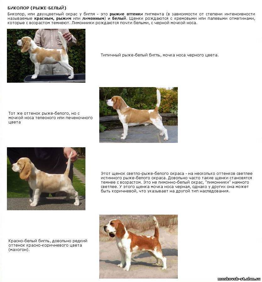 Белые породы собак - фото, описание, характер, уход, отзывы