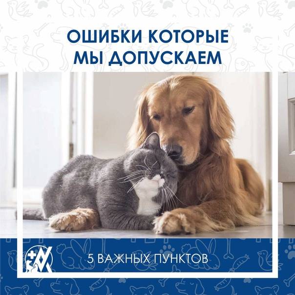 7 поступков хозяина, которые вызовут у собаки грусть и обиду - gafki.ru