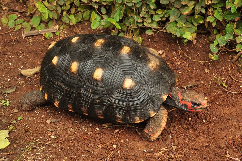 Угольная черепаха - вики